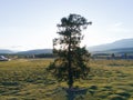 Big old oak tree in the middle of a green field Royalty Free Stock Photo