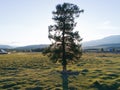 Big old oak tree in the middle of a green field Royalty Free Stock Photo