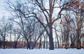 Big old oak tree in winter Park Royalty Free Stock Photo