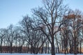 Big old oak tree in winter Park Royalty Free Stock Photo