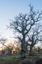 Big old oak trees in fall season Royalty Free Stock Photo