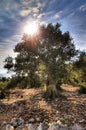 Big old olive tree Royalty Free Stock Photo