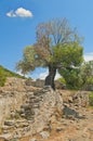 Big old olive tree at ruins of medieval monastery