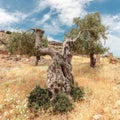 Old olive tree at summer time Royalty Free Stock Photo