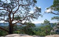 Big old pine tree growing on rocky mountain top under blue sky on summer mountain view background Royalty Free Stock Photo