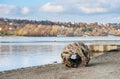 Big old rotten tree stump with hole as driftwood on the sandy beach shoreline near water brought by tide Royalty Free Stock Photo