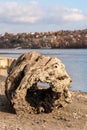 Big old rotten tree stump with hole as driftwood on the sandy beach shoreline near water brought by tide Royalty Free Stock Photo