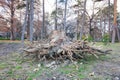 Big old rotten wooden stump of tree trunk pulled out from the ground with roots after strong wind of the storm Royalty Free Stock Photo