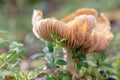 Big old russula mushroom in a crowberry bushes in the finland forest Royalty Free Stock Photo