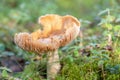 Big old russula mushroom in a crowberry bushes in the finland forest Royalty Free Stock Photo