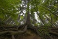 The big old spruce tree with huge roots Royalty Free Stock Photo