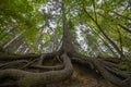 old spruce tree with huge roots Royalty Free Stock Photo