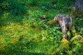 Big old stump covered with moss, forest