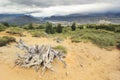 Big old stump on sand in chilean mountains