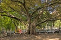 Big old taxus baccata tree in a park in Lisbon Royalty Free Stock Photo