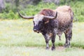 Big old Texas longhorn bull Royalty Free Stock Photo