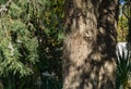 Big old thick tree trunk of Platycladus orientalis, also known as Chinese thuja, Oriental arborvitae, Chinese arborvitae, biota