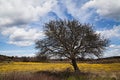 Big old tree