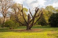 Big old tree in city park. Brno Czech republic Royalty Free Stock Photo