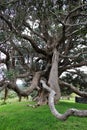 Big old tree with crazy branches .hanging roots low level branch.wierd tree Royalty Free Stock Photo