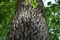 Big old Tree with deep Bark Royalty Free Stock Photo