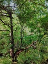 big old tree with dry branches in green forest Royalty Free Stock Photo