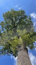 Big old tree with green leaves and blue sky in the background. Royalty Free Stock Photo