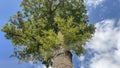 Big old tree with green leaves and blue sky in the background. Royalty Free Stock Photo