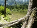 Big old tree on the lake Royalty Free Stock Photo