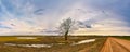 Big old tree without leaves standing alone panorama. Early spring agriculture field landscape. Snow melting to puddles. Cloudy Royalty Free Stock Photo