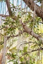 Big old tree with lianas hanging down. Tree with green leaves and long woody vines drooping from the top. Enjoying beautiful Royalty Free Stock Photo