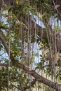 Big old tree with lianas hanging down. Tree with green leaves and long woody vines drooping from the top. Enjoying beautiful Royalty Free Stock Photo