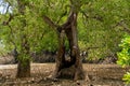 Big old tree in the mangrove forest surrounded by pneumatophores and aerial roots. Large hole on the tree trunk, Malaysia