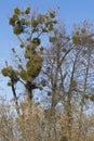 A big old tree with mistletoes in the alluvial forest of the river March in Lower Austria