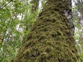 Big old tree with moss. Moss grows on a high tree trunk in the forest. Majestic oak tree among the trees in the park