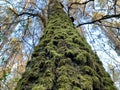 Big old tree with moss. Moss grows on a high tree trunk in the forest. Powerful oak tree among the trees in the park