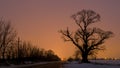 Big old tree near road with orange sky in bacground Royalty Free Stock Photo