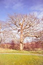 Big old tree in a park Royalty Free Stock Photo