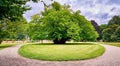 Big old tree in the park. Schwerin, Germany Royalty Free Stock Photo
