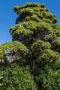 Big old tree Platycladus orientalis, also known as Chinese thuja, Oriental arborvitae, Chinese arborvitae, biota