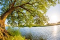 Big, old tree with river and bright sun in the background Royalty Free Stock Photo