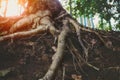 Big old tree roots Royalty Free Stock Photo