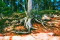 Old tree roots Royalty Free Stock Photo