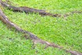 Big old tree roots on green grass field Royalty Free Stock Photo