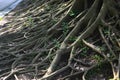 big old tree roots, the nature concept Royalty Free Stock Photo