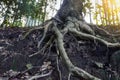 Big old tree roots Royalty Free Stock Photo