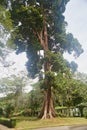 A big old tree at Royal Botanical Garden Peradeniya in Kandy, Sri Lanka Royalty Free Stock Photo