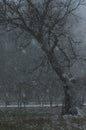 A big old tree, snowfall. Gloomy cold weather. Vertical frame. Royalty Free Stock Photo