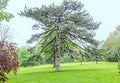 Big old tree with spread branches, blue clouds sky, close up Royalty Free Stock Photo