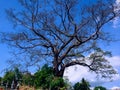 Big And Old Tree Of Sterculia Foetida Or Kepuh Grows Around The Grave Area Of Patemon Village Royalty Free Stock Photo